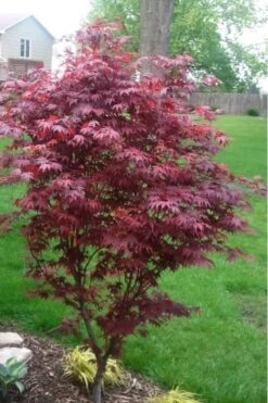 Fireglow Red Leaf Japanese Maple - 5 Gallon Pot (4-4.5') -Stylish Garden Plant Store japanese maple fireglow 12