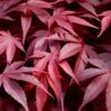 Fireglow Red Leaf Japanese Maple - 5 Gallon Pot (4-4.5') -Stylish Garden Plant Store japanese maple fireglow 13