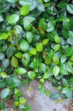 Asian Jasmine (Trachelospermum Asiaticum) - 36 Pack Of 3.5" Pint Pots -Stylish Garden Plant Store jasmine asian 10