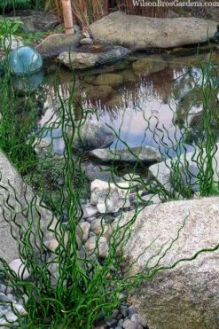 Big Twister Giant Corkscrew Rush (Juncus Effusus) - 1 Gallon Pot -Stylish Garden Plant Store juncus effusus big twister 100