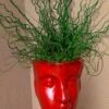 Big Twister Giant Corkscrew Rush (Juncus Effusus) - 1 Gallon Pot -Stylish Garden Plant Store juncus effusus big twister rush 102