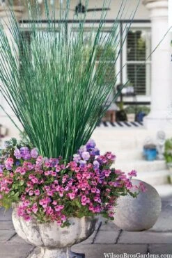 Elk's Blue California Gray Rush (Juncus Patens) - 1 Gallon Pot -Stylish Garden Plant Store juncus inflexus blue arrows rush 23