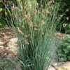 Elk's Blue California Gray Rush (Juncus Patens) - 1 Gallon Pot -Stylish Garden Plant Store juncus patens elk blue california rush 10