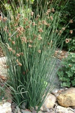 Elk's Blue California Gray Rush (Juncus Patens) - 1 Gallon Pot -Stylish Garden Plant Store juncus patens elk blue california rush 9