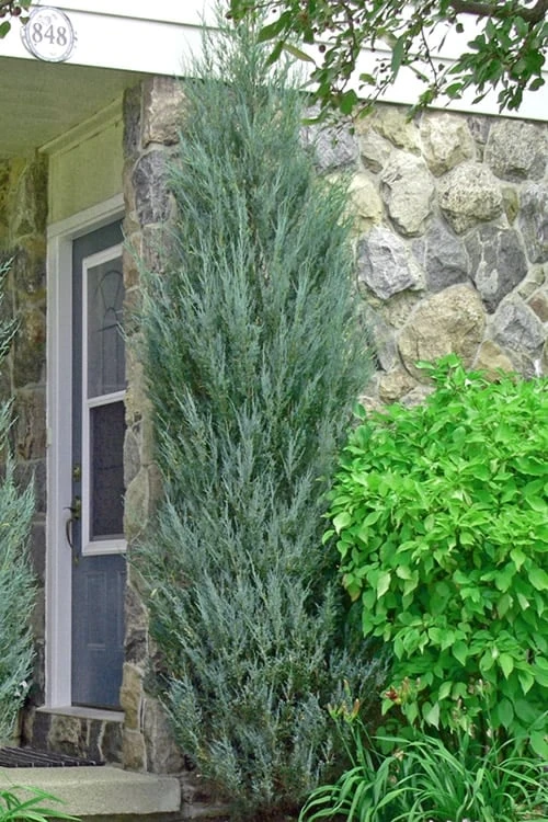 Skyrocket Columnar Juniper - 6 Pack Of 1 Gallon Pots 7 Skyrocket Columnar Juniper - 6 Pack Of 1 Gallon Pots - Image 5