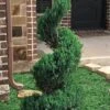 Blue Point Juniper Spiral Topiary - 7 Gallon Pot -Stylish Garden Plant Store juniperus blue point juniper spiral topiary 101