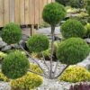 Sea Green Juniper Pom Pom Topiary - 3 Gallon Pot 2 Sea Green Juniper Pom Pom Topiary - 3 Gallon Pot -Stylish Garden Plant Store juniperus chinensis sea green pom pom topiary 2