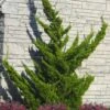 Hollywood Torulosa Juniper - 3 Gallon Pot -Stylish Garden Plant Store juniperus chinensis torulosa hollywood 100