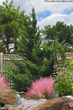 Hollywood Torulosa Juniper - 3 Gallon Pot -Stylish Garden Plant Store juniperus chinensis torulosa hollywood 101