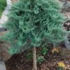 Blue Chip Juniper Tree Form Topiary - 3 Gallon Pot -Stylish Garden Plant Store juniperus horizontalis blue chip juniper topiary tree 1