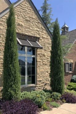 Taylor Juniper (Columnar Eastern Red Cedar) - 7 Gallon Pot -Stylish Garden Plant Store juniperus virginiana taylor juniper 1