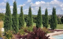 Taylor Juniper (Columnar Eastern Red Cedar) - 7 Gallon Pot -Stylish Garden Plant Store juniperus virginiana taylor juniper 2