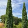 Taylor Juniper (Columnar Eastern Red Cedar) - 7 Gallon Pot 2 Taylor Juniper (Columnar Eastern Red Cedar) - 7 Gallon Pot -Stylish Garden Plant Store juniperus virginiana taylor juniper 4