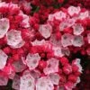 Ostbo Red Mountain Laurel (Kalmia Latifolia) - 2 Gallon Pot -Stylish Garden Plant Store kalmia latifolia ostbo red mountain laurel 1