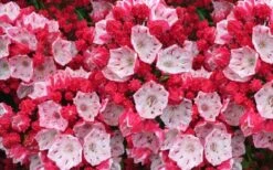 Ostbo Red Mountain Laurel (Kalmia Latifolia) - 2 Gallon Pot -Stylish Garden Plant Store kalmia latifolia ostbo red mountain laurel 2