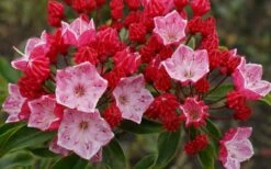 Ostbo Red Mountain Laurel (Kalmia Latifolia) - 2 Gallon Pot -Stylish Garden Plant Store kalmia latifolia ostbo red mountain laurel 3