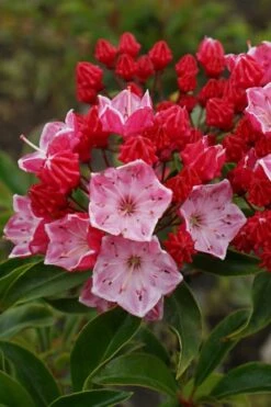 Ostbo Red Mountain Laurel (Kalmia Latifolia) - 2 Gallon Pot -Stylish Garden Plant Store kalmia latifolia ostbo red mountain laurel 4
