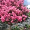 Sioux Pink Crape Myrtle Tree (Single Trunk) - 5 Gallon Pot 1 Sioux Pink Crape Myrtle Tree (Single Trunk) - 5 Gallon Pot -Stylish Garden Plant Store lagerstroemia indica sioux crape myrtle standard single trunk 1
