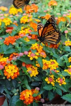 Sonset Hardy Lantana - 5 Pack Of Quart Pots -Stylish Garden Plant Store lantana sonset 104