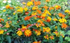 Sonset Hardy Lantana - 5 Pack Of Quart Pots -Stylish Garden Plant Store lantana sonset 105