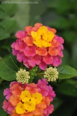 Sonset Hardy Lantana - 5 Pack Of Quart Pots -Stylish Garden Plant Store lantana sonset 20