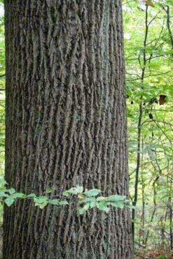 Tulip Poplar Tree - 3 Gallon Pot -Stylish Garden Plant Store liriodendron tulipifera yellow tulip poplar flower 11
