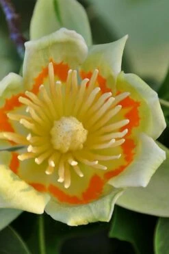 Tulip Poplar Tree - 3 Gallon Pot -Stylish Garden Plant Store liriodendron tulipifera yellow tulip poplar flower 12