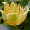 Tulip Poplar Tree - 3 Gallon Pot -Stylish Garden Plant Store liriodendron tulipifera yellow tulip poplar flower 13