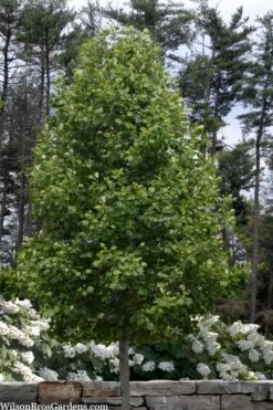 Tulip Poplar Tree - 3 Gallon Pot -Stylish Garden Plant Store liriodendron tulipifera yellow tulip poplar flower 3