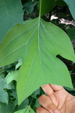 Tulip Poplar Tree - 3 Gallon Pot -Stylish Garden Plant Store liriodendron tulipifera yellow tulip poplar flower 4