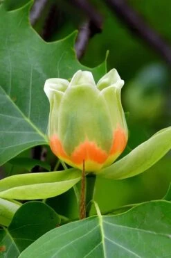 Tulip Poplar Tree - 3 Gallon Pot -Stylish Garden Plant Store liriodendron tulipifera yellow tulip poplar flower 6