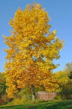 Tulip Poplar Tree - 3 Gallon Pot -Stylish Garden Plant Store liriodendron tulipifera yellow tulip poplar flower 7