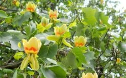 Tulip Poplar Tree - 3 Gallon Pot -Stylish Garden Plant Store liriodendron tulipifera yellow tulip poplar flower 8
