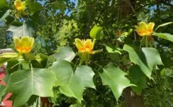 Tulip Poplar Tree - 3 Gallon Pot -Stylish Garden Plant Store liriodendron tulipifera yellow tulip poplar flower 9