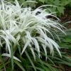 Okina Liriope (Frosted Monkey Grass) - 1 Gallon Pot -Stylish Garden Plant Store liriope muscari okina lilyturf 1