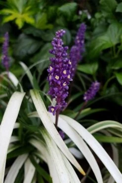 Okina Liriope (Frosted Monkey Grass) - 6 Pack Of 1 Gallon Pots -Stylish Garden Plant Store liriope muscari okina lilyturf 4 1