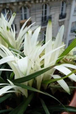 Okina Liriope (Frosted Monkey Grass) - 6 Pack Of 1 Gallon Pots -Stylish Garden Plant Store liriope muscari okina lilyturf 5 1