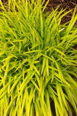 Gold Ingot Liriope (Golden Lilyturf) - 6 Pack Of 1 Gallon Pots -Stylish Garden Plant Store liriope muscari peedee ingot golden lilyturf 11