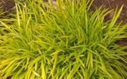 Gold Ingot Liriope (Golden Lilyturf) - 6 Pack Of 1 Gallon Pots -Stylish Garden Plant Store liriope muscari peedee ingot golden lilyturf 3