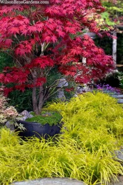 Gold Ingot Liriope (Golden Lilyturf) - 6 Pack Of 1 Gallon Pots -Stylish Garden Plant Store liriope muscari peedee ingot golden lilyturf 5 1