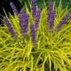 Gold Ingot Liriope (Golden Lilyturf) - 6 Pack Of 1 Gallon Pots -Stylish Garden Plant Store liriope muscari peedee ingot golden lilyturf 6 1