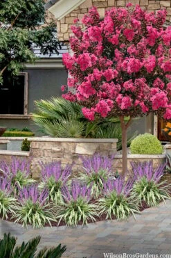 Variegated Liriope - Lilyturf - 72 Pack Of 3.5" Pint Pots -Stylish Garden Plant Store liriope muscari variegata variegated liriope lilyturf 2 1