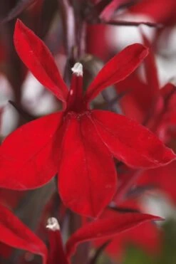 Starship Scarlet Bronze Cardinal Flower (Lobelia) - 1 Gallon Pot -Stylish Garden Plant Store lobelia speciosa starship scarlet bronze cardinal flower 1