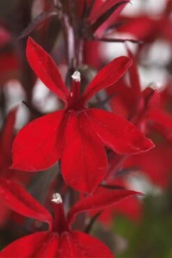 Starship Scarlet Bronze Cardinal Flower (Lobelia) - 1 Gallon Pot -Stylish Garden Plant Store lobelia speciosa starship scarlet bronze cardinal flower 2