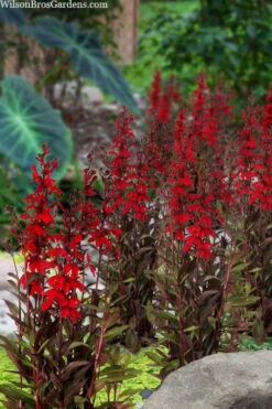 Starship Scarlet Bronze Cardinal Flower (Lobelia) - 1 Gallon Pot -Stylish Garden Plant Store lobelia speciosa starship scarlet bronze cardinal flower 4