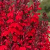 Starship Scarlet Bronze Cardinal Flower (Lobelia) - 1 Gallon Pot -Stylish Garden Plant Store lobelia speciosa starship scarlet bronze cardinal flower 5