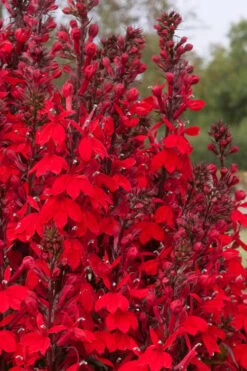 Starship Scarlet Bronze Cardinal Flower (Lobelia) - 1 Gallon Pot