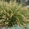 Katrinus Deluxe Lomandra - 1 Gallon Pot -Stylish Garden Plant Store lomandra longifolia katrinus deluxe 1