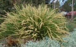 Katrinus Deluxe Lomandra - 1 Gallon Pot -Stylish Garden Plant Store lomandra longifolia katrinus deluxe 2
