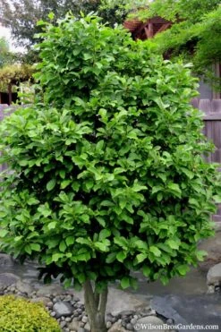Ann Magnolia Tulip Tree - 2 Gallon Pot 15 Ann Magnolia Tulip Tree - 2 Gallon Pot -Stylish Garden Plant Store magnolia ann 112 4